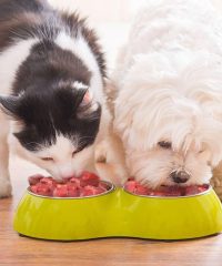 Jual Raw Food Kucing Anjing Di Bandung